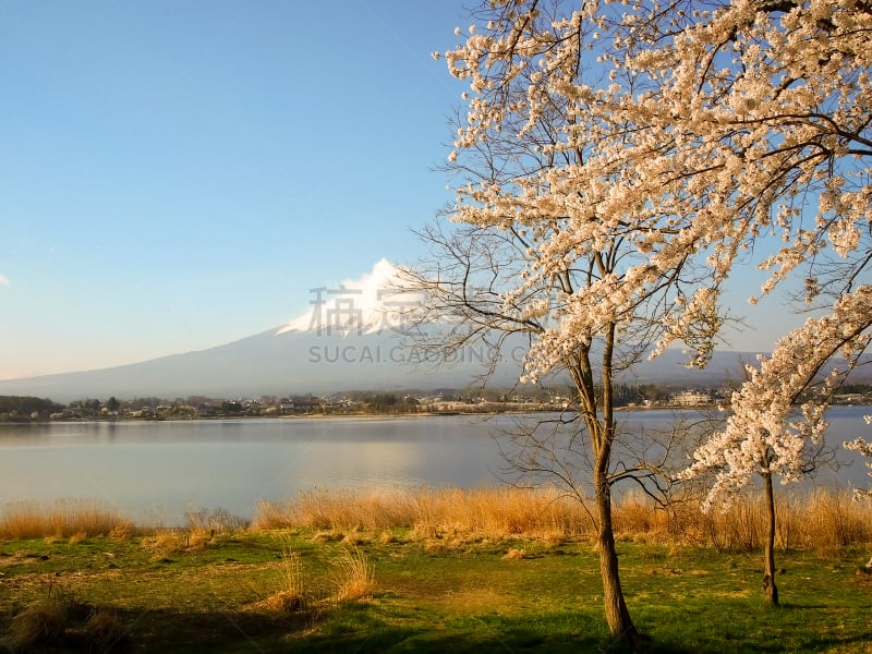 湖,富士山,樱花,河口湖,富士河口湖,山梨县,水平画幅,地形,雪,城市天际线