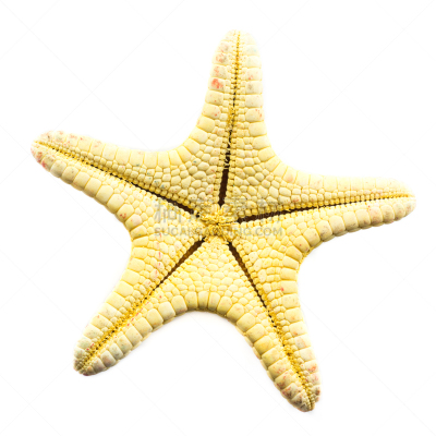 海星,普通海星,星形,无人,动物,棘皮动物,海洋生命,干的,背景分离,方形画幅