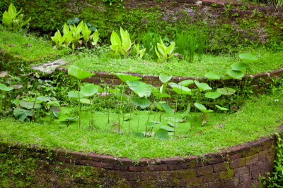 稻田,水灾,缅甸,水平画幅,枝繁叶茂,巴厘岛,长粒米,传统,户外,水稻梯田