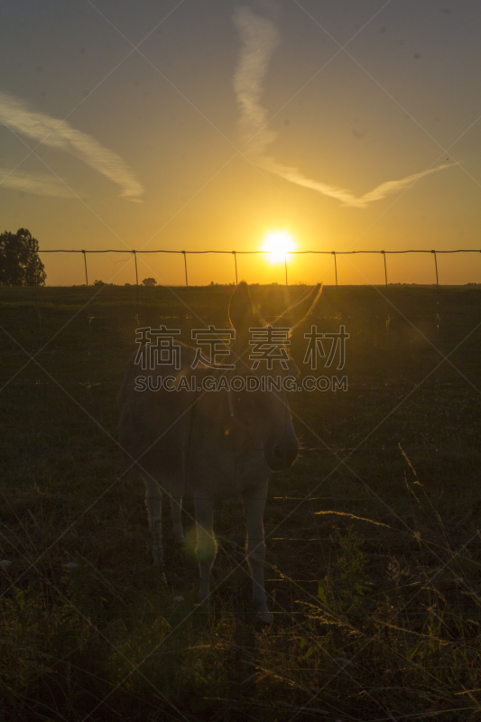 驴子,草地,山,田地,牧场,垂直画幅,天空,留白,夏天,周末活动