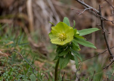 菟葵,green corn lily,美,水平画幅,无人,户外,特写,仅一朵花,植物,多年生植物