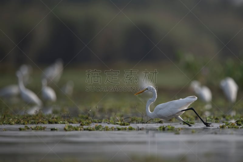 捕猎行为,大白鹭,水,优美,鹭科,野外动物,芦苇,白色,奥地利,荷属迎风岛