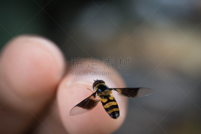 螫刺的,蜜蜂,红尾黄蜂,德国黄蜂,动物冲锋,黄蜂,腥黑穗病,身材矮小,寄生的,留白