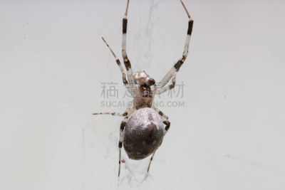 家蜘蛛,低视角,褐色,水平画幅,无人,平视角,白色背景,蜘蛛纲,背景分离,图像