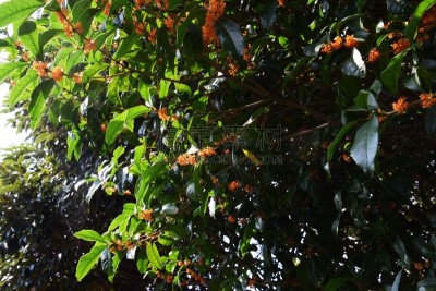 芳香的,橄榄,葡萄酒,水平画幅,无人,日本,香料,户外,树林,植物
