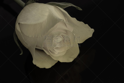 玫瑰,白色,葬礼,哀悼者,花园路,棕褐色调,日落时分,档案,明亮,凌乱