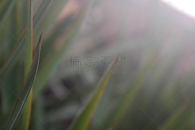 背景,彩色背景,地板,简单,公园,枝繁叶茂,模板,现代,水果,色彩渐变