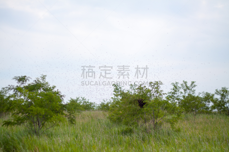 蜜蜂,昆虫群,枝,自然界的状态,雄蜂,食品,野生动物,云,翅膀,蜂窝