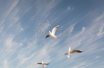 海鸥,黑海,在上面,水,天空,美,水平画幅,形状,沙子,鸟类