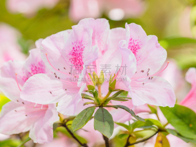 杜鹃花属,园林,粉色,特写,组图,夏天,花朵,杜鹃花,雌蕊,雄蕊