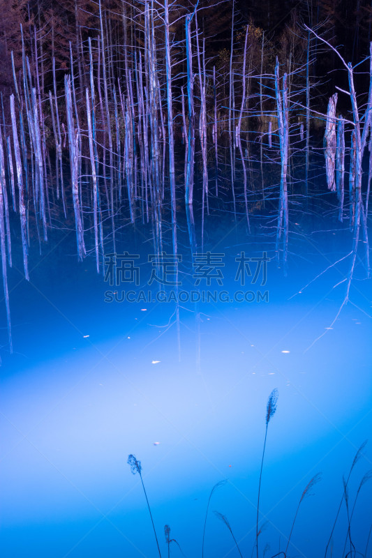 湖,美瑛町,正下方视角,照明设备,雪,水面,池塘,烙心蓝池,背景,秃树