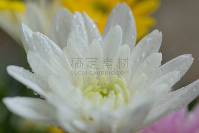 大丽花属,白色,水滴,大特写,花瓣,水彩画颜料,gilia,锦葵属,露水,雨滴