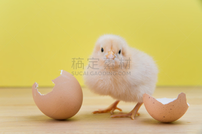 小鸡,黄色,豆荚,破碎的,褐色,水平画幅,无人,家禽,鸟类,浅黄色奥品顿鸡