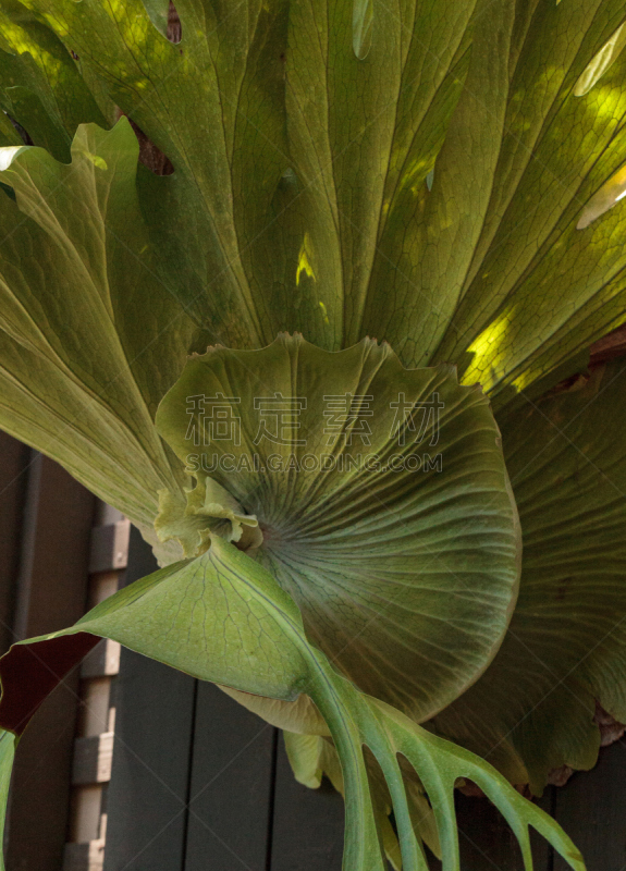 鹿角骄傲,鹿角蕨,附生植物,蕨类,无人,植物,垂直画幅,图像,美国,叶子
