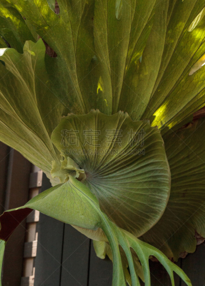 鹿角骄傲,鹿角蕨,附生植物,蕨类,无人,植物,垂直画幅,图像,美国,叶子
