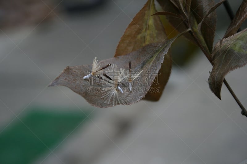 冬天,种子,自然,水平画幅,无人,野生植物,特写,仅一朵花,野花,自然美