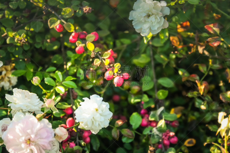 香槟地区,天空,水平画幅,无人,夏天,户外,特写,明亮,秋海棠,花蕾