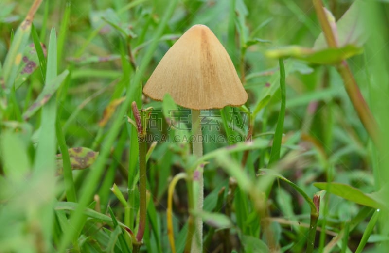 蘑菇,蘑菇汤,佛蒙特,孟加拉,自然,水平画幅,绿色,地形,无人,户外