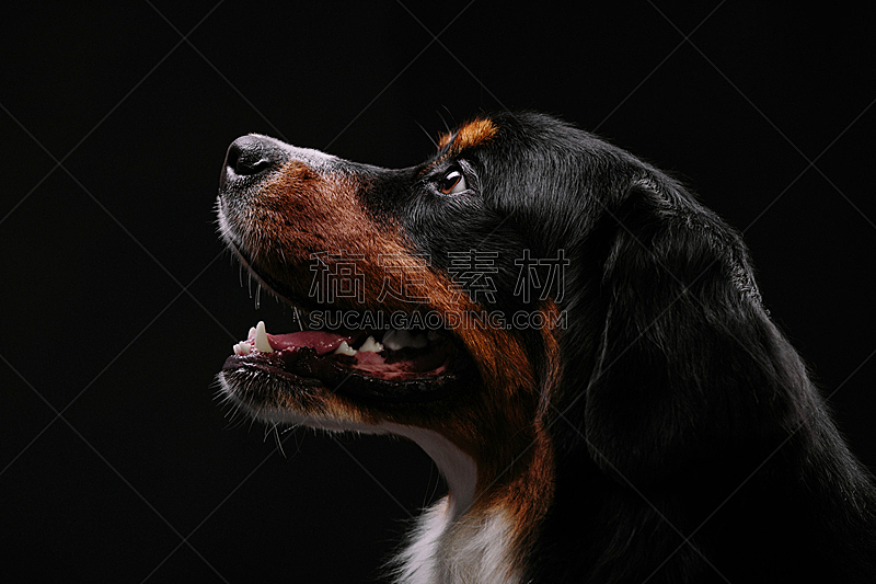 伯恩山犬 黑色背景 纯种犬 背景分离 肖像 狗 脊椎动物 哺乳纲 动物 人的眼睛图片素材下载 稿定素材