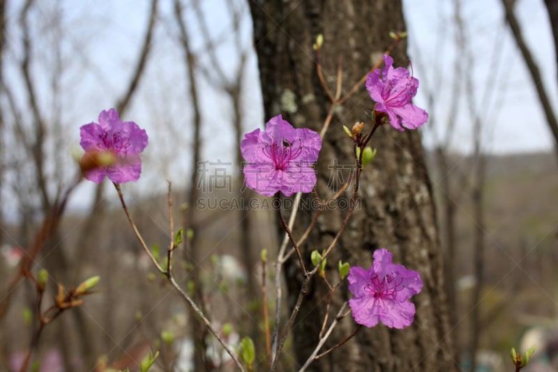 杜鹃花属,朱砂杜鹃,春天,水平画幅,无人,东亚,粉色,花朵,俄罗斯,晴朗