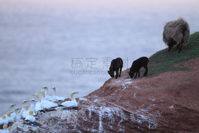 北方鲣鸟,德国,水,水平画幅,海港,鸟类,石灰石,夏天,海岸地形,户外