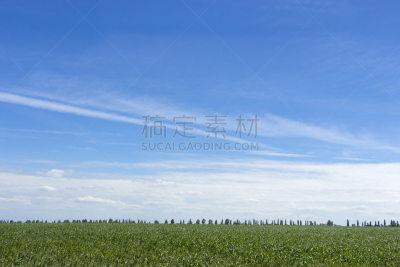黄金,黄色,小麦,田地,背景幕,俄亥俄河,背景,人的耳朵,沙子,干草卷