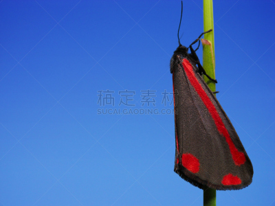 朱砂蛾,自然,天空,留白,野生动物,水平画幅,无人,色彩鲜艳,蓝色,夏天