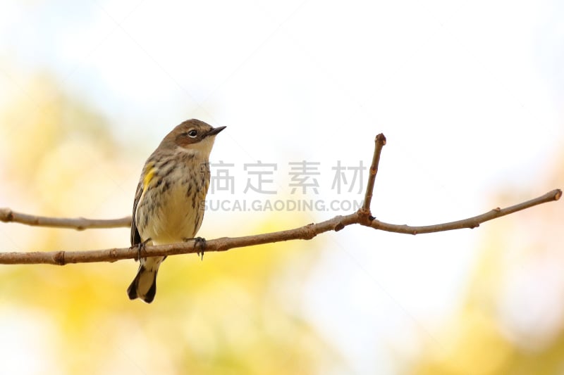 鸣鸟,黄色,自然,秋天,野生动物,图像,黄腰柳莺,北美歌雀,枝,美国