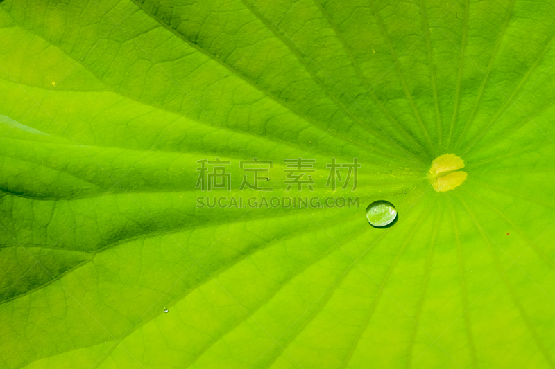 水,荷花,特写,叶子,水滴,叶表皮,叶脉,植物细胞,美,留白