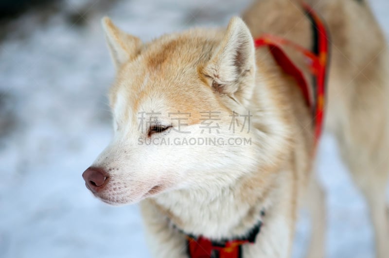 动物雪车,红色,雪橇犬,注视镜头,阿拉斯加,运动,户外,雪橇,瑞属拉普兰,北