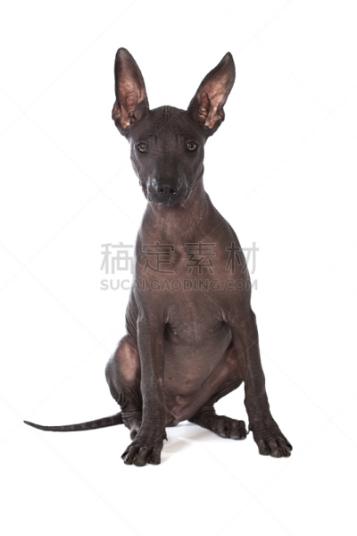 小狗,垂直画幅,美,注视镜头,美人,爪子,墨西哥无毛犬,动物身体部位,图像,哺乳纲