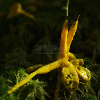 苔藓,原形体,黏菌,便签,垂直画幅,美,孢子,组物体,生物学,实验室