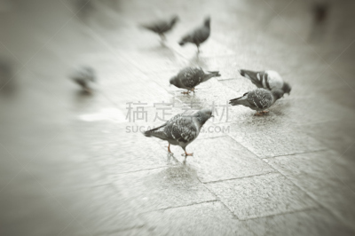 鸽子,纪念碑,留白,威尼托大区,水平画幅,无人,户外,圣马可广场,国际著名景点,著名景点