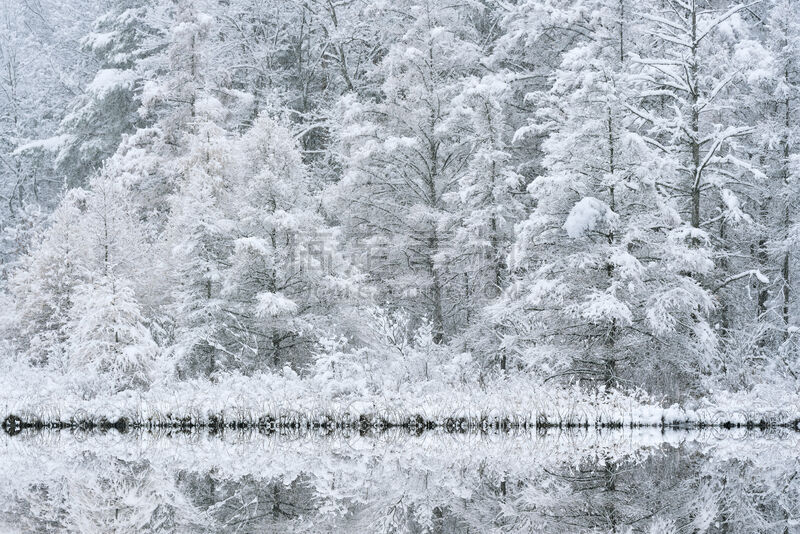 雪,水,水平画幅,无人,户外,湖,美洲落叶松,冬天,松科,松林