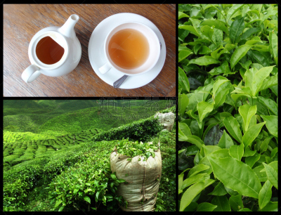 茶树,抽象拼贴画,大吉岭,阿萨姆,锡金,茶,慕那尔,红茶,合成图像,水平画幅