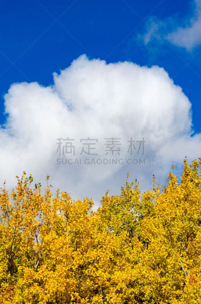叶子,黄色,天空,背景,蓝色,云,垂直画幅,马尼托巴湖,九月,草原