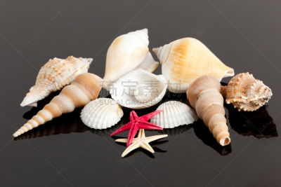 贝壳,热带气候,留白,水平画幅,软体动物,海扇壳,海螺,特写,螺线,水下