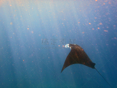 大鹞鱼,波音达猎犬,水,水平画幅,水肺潜水,巨大的,水下,鲨鱼,动物身体部位,边界