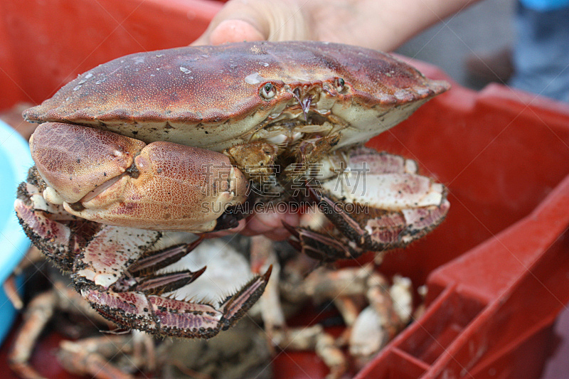 Tourteau - Crabe crustacé - Marché de poissons