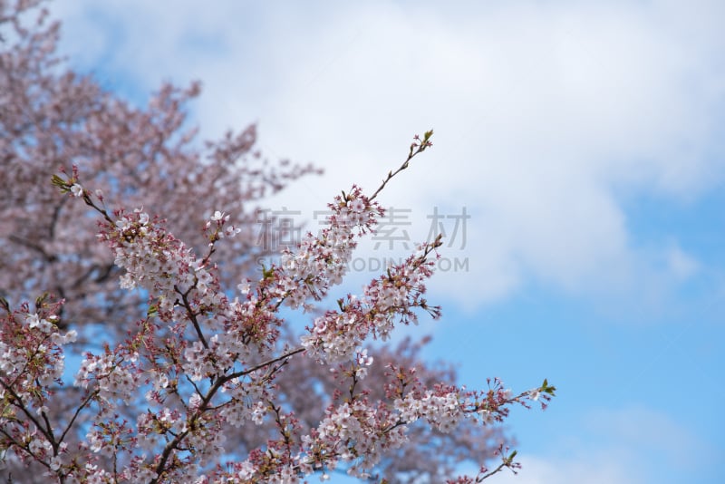 天空,泉,青绿色,樱桃树,水平画幅,无人,日本,特写,3到4个月,花见节