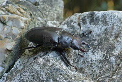 鹿角锹虫,褐色,水平画幅,无人,动物学,户外,雄性动物,树林,japanese stag beetle,比较