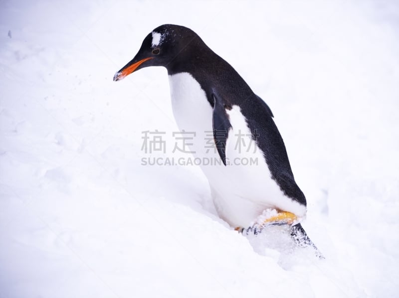 雪,企鹅,圣伯纳犬,自然界的状态,模板,生物,动物,鸟类,巴布亚企鹅,户外