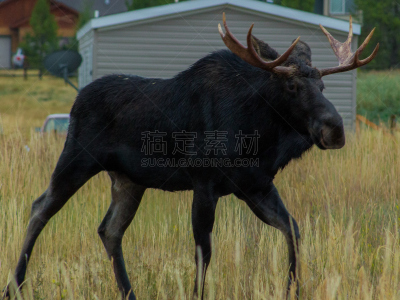 驼鹿,自由,加勒廷河,波兹曼,雄驼鹿,蒙大拿州,自然,野生动物,美国,水平画幅
