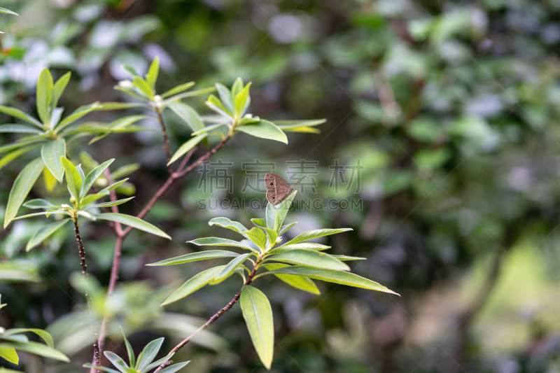 蝴蝶,停止标志,动物主题,背景分离,博客,毛虫,翅膀,色彩鲜艳,动物,蛾