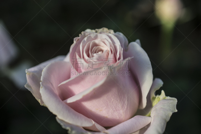 自然,美国,水平画幅,无人,长木花园,宾夕法尼亚,花,摄影