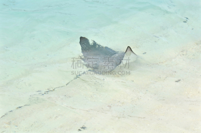 eagle ray,马尔代夫,海滩,小的,自然,野生动物,灰色,水平画幅,沙子,银色