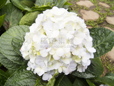 仅一朵花,八仙花属,山茱萸科,美,俄勒冈州,俄勒冈郡,水平画幅,园艺,户外,特写