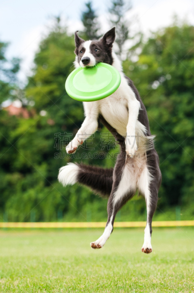 飞盘,边境牧羊犬,垂直画幅,努力,户外,塑胶,柯利牧羊犬,草,寻回（动物习性）,运动