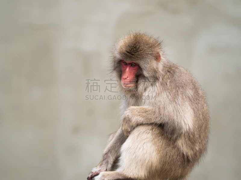 日本,猴子,野生动物,水平画幅,生物,无人,东亚,野外动物,户外,哺乳纲