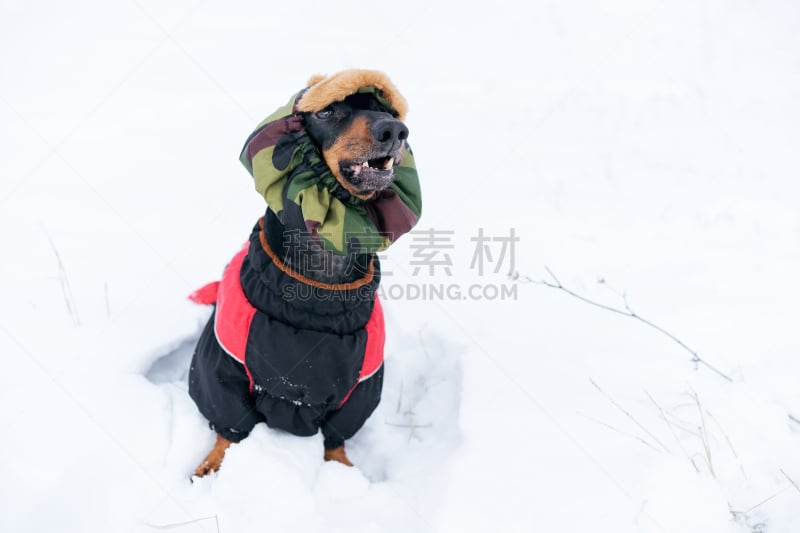 雪,狗,腊肠犬,进行中,黑色,帽子,草地,吠声,毛衣,可爱的